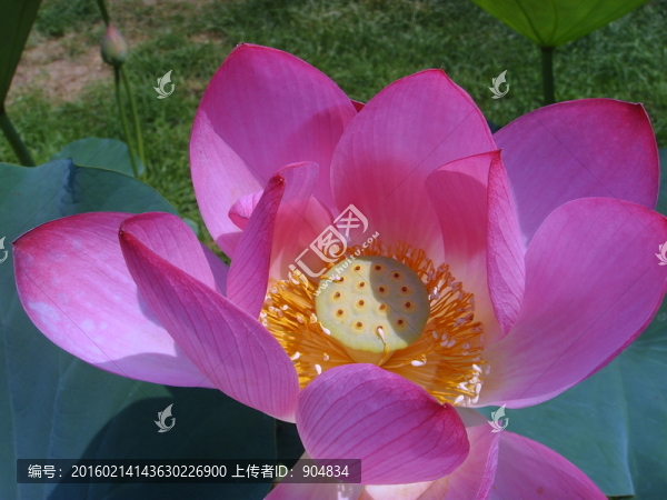 荷花