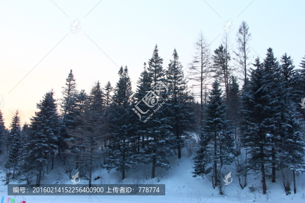 雪松