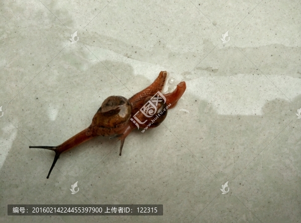 蝸牛