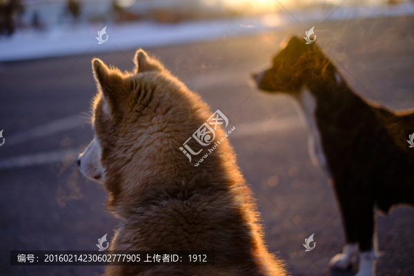 小狗