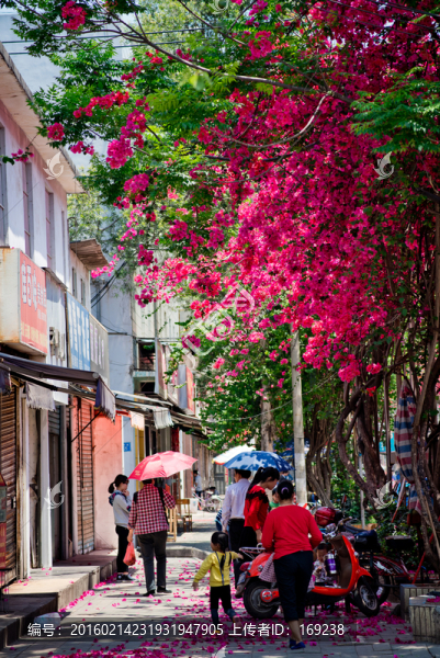 南寧,平西路,春天