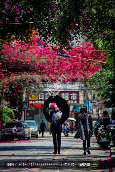 南寧,平西路的春天
