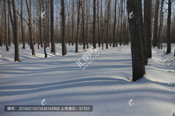 樹林雪影