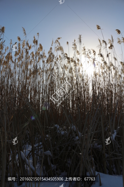 夕陽,雪地,蘆葦
