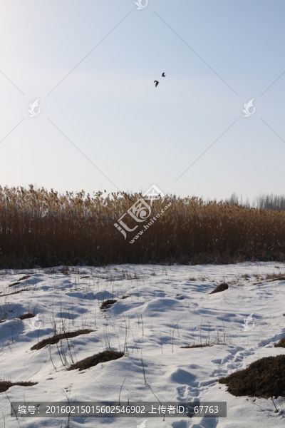 雪地,蘆葦,飛鳥,（3）