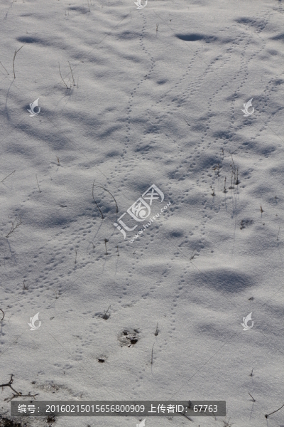 雪地,鳥爪,足印
