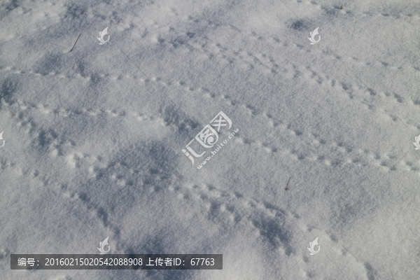 雪地,鳥爪,足印