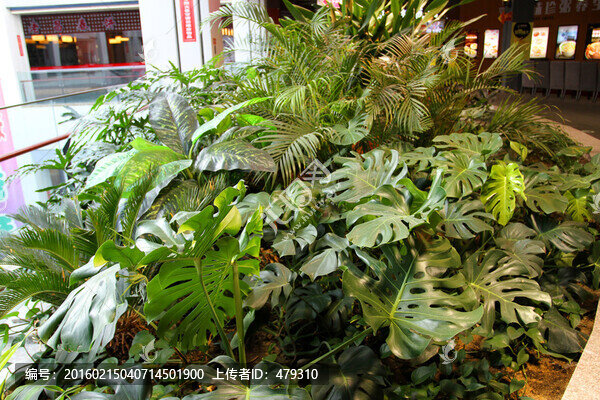 商場,大廳,綠植,綠色植物