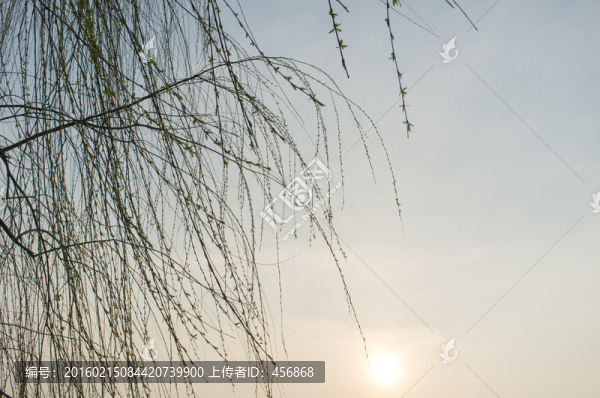 夕陽下的柳樹