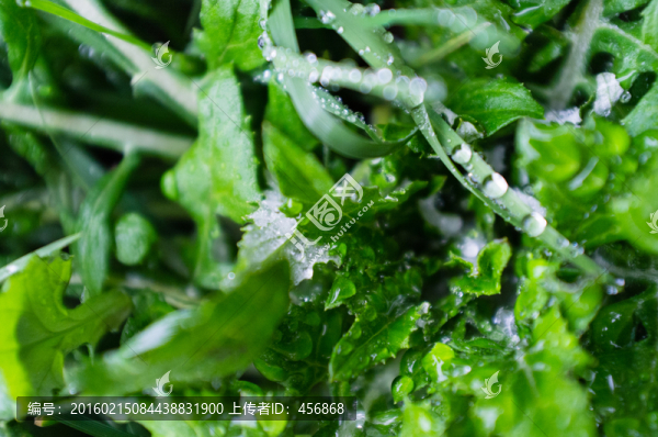 綠草水滴特寫