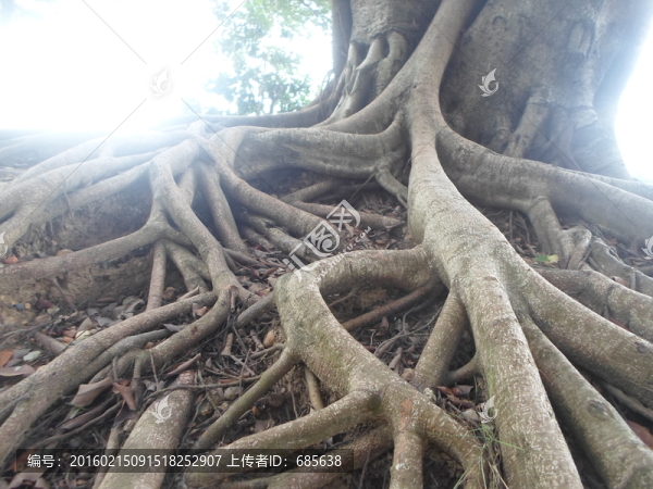 樹根4