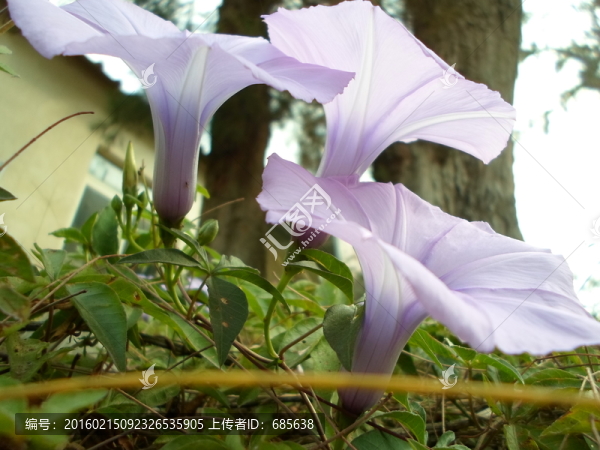 喇叭花2