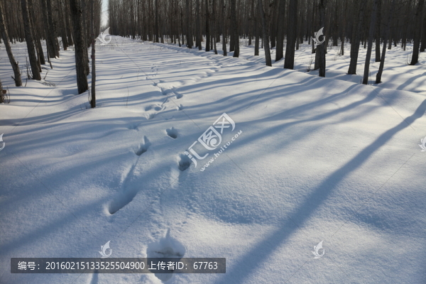 雪地足跡