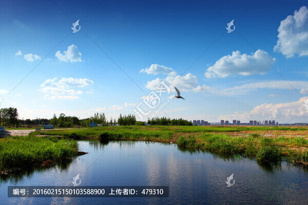 濕地,春天,蘆葦,藍(lán)天,白云
