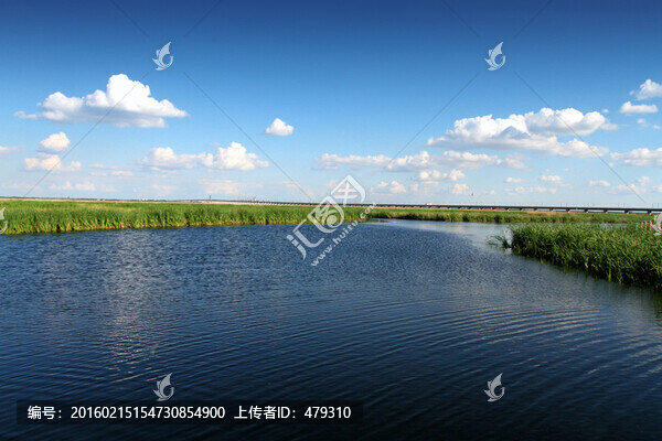 濕地,春天,蘆葦,藍(lán)天,白云