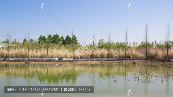 梅花,春天風(fēng)光
