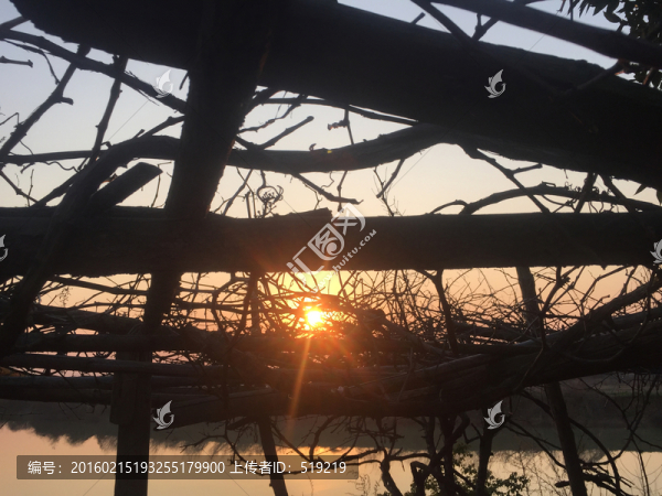 夕陽與樹藤