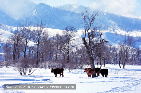 新疆伊犁新源那拉提冬雪