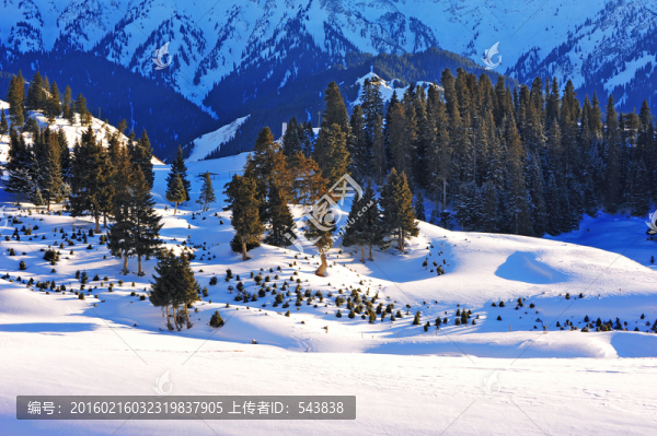 新疆山谷雪松