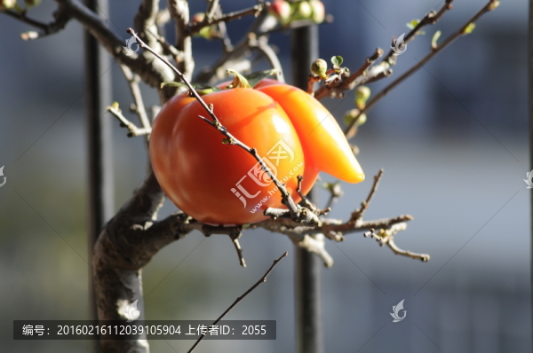 西紅柿