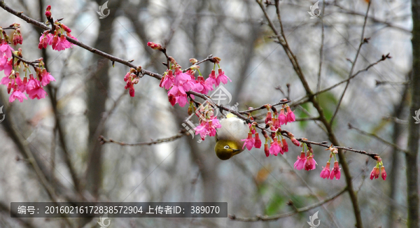 櫻花與鳥