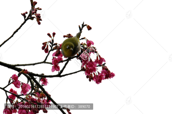 櫻花與鳥