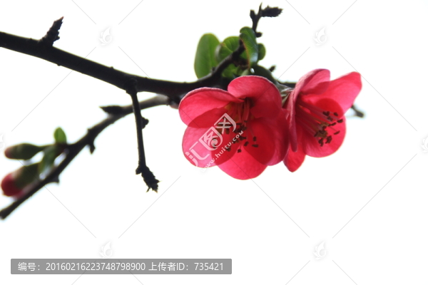 海棠花