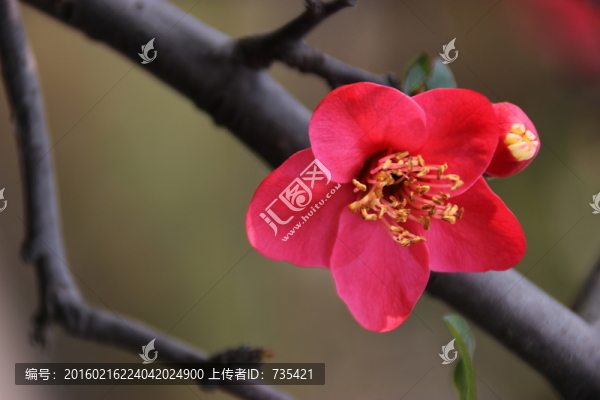 海棠花