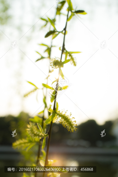 柳樹花,特寫