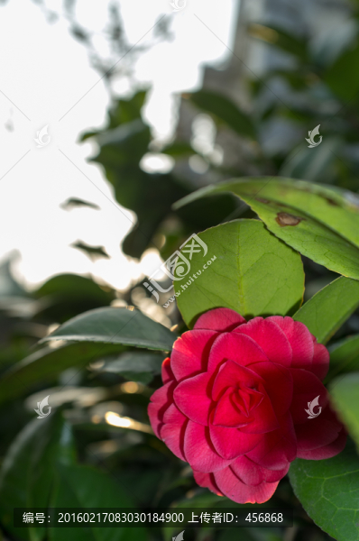山茶花,特寫