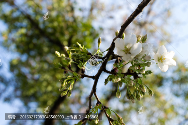 櫻花和花苞