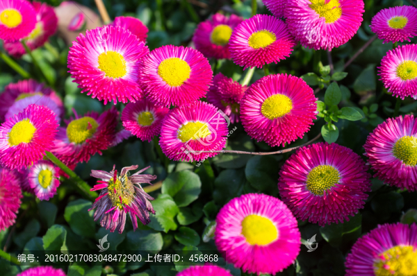 荷蘭菊,特寫