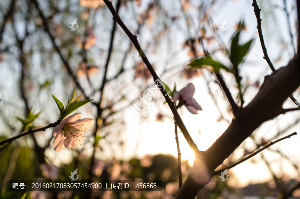 夕陽下的桃花