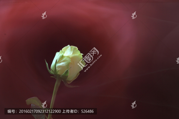 香檳玫瑰
