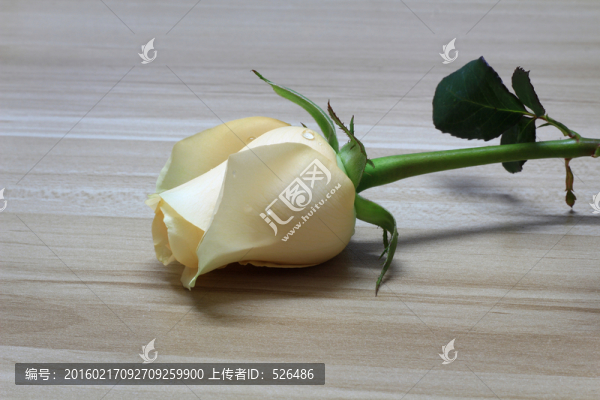 香檳玫瑰