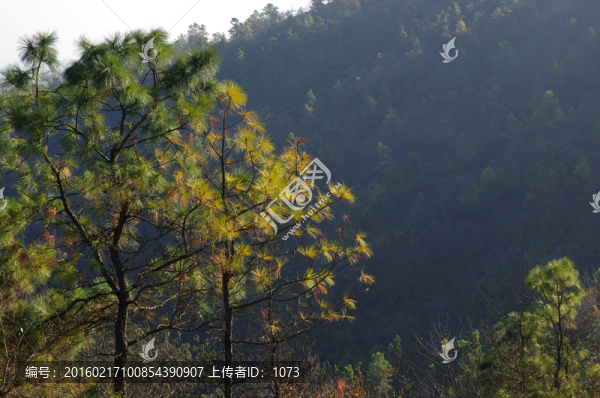 松樹,馬尾松