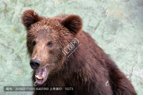 棕熊