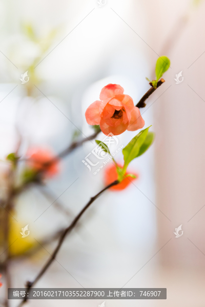 海棠花