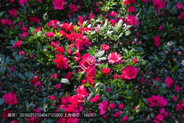 鮮花