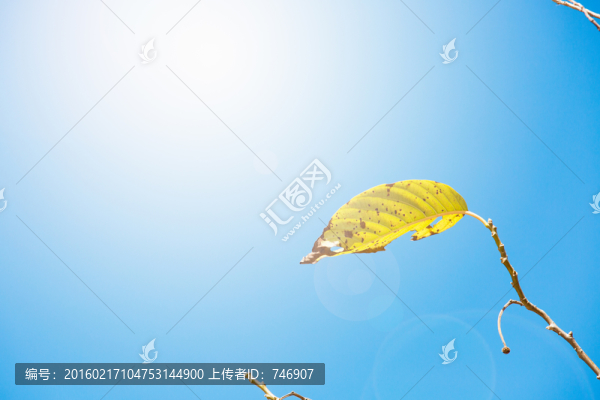 秋葉