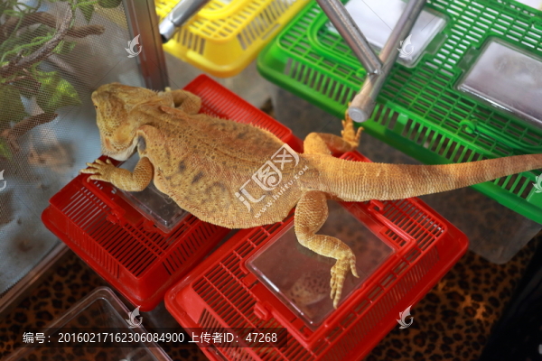 變色龍