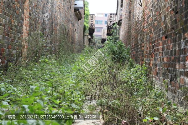荒廢小道,野草