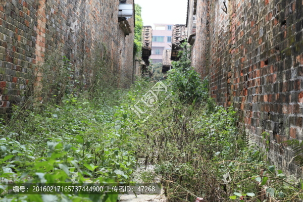 荒廢小道,野草