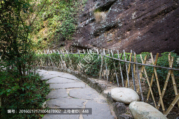 武夷山巖茶園,大紅袍茶園