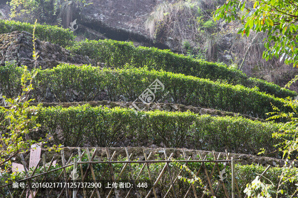 武夷山巖茶園,大紅袍茶園
