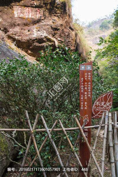 武夷山巖茶園,大紅袍茶園