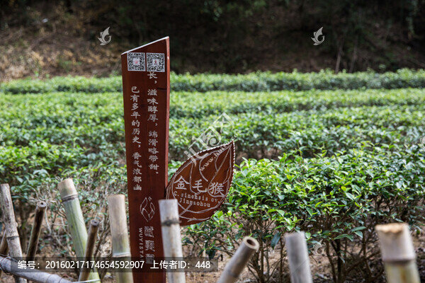 武夷山巖茶園,大紅袍茶園