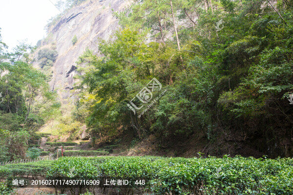 武夷山巖茶園,大紅袍茶園