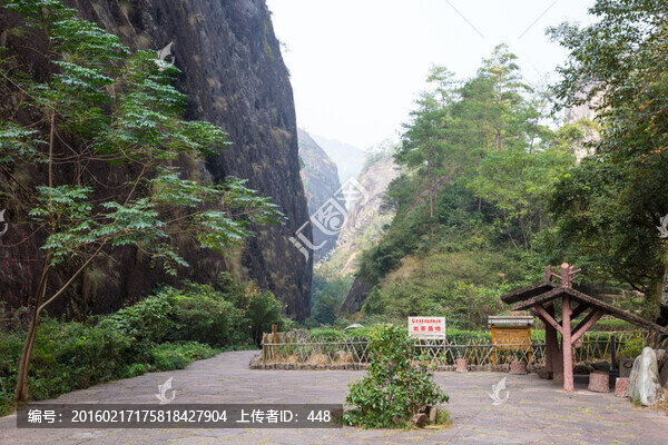 武夷山巖茶園,大紅袍茶園