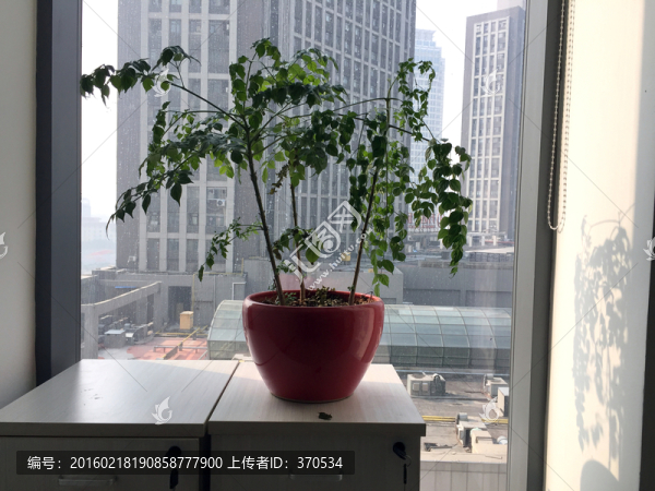 幸福樹